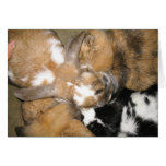 Bunny Huddle Greeting Card
