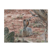 Bunny II Postcards