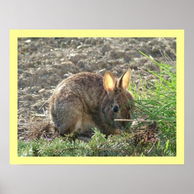 Bunny in Grass Poster by Quequay