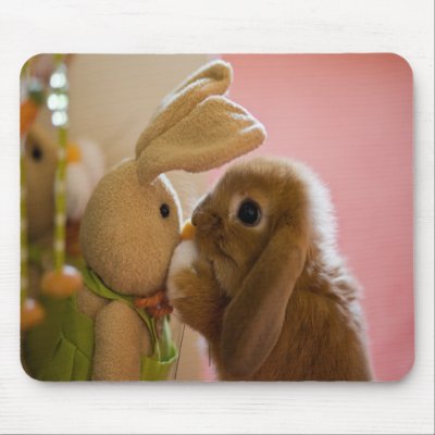 Cute Bunnies Kissing