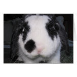 Bunny Love Card