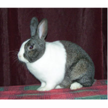 Bunny Magnet Photo Sculpture