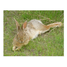 Bunny On Break Postcards