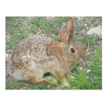 Bunny Ponders Weed Post Cards