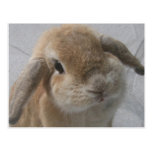 Bunny Post Card