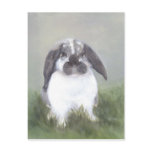 Bunny Rabbit Postcard