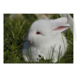 Bunny Sniffing Flower Card