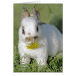 Bunny with Flower Cards
