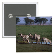Burchell's/Grant's Zebras - Herd Drinking Pin