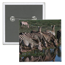 Burchell's/Grant's Zebras - Herd Drinking Pins