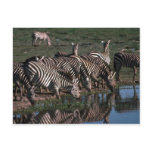 Burchell's/Grant's Zebras - Herd Drinking Post Cards
