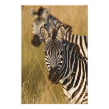 Burchell's Zebra in tall summer grass, Masai Art Photo