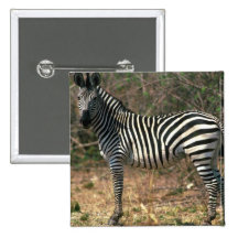 Burchell's Zebra Pins