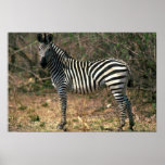 Burchell's Zebra Poster
