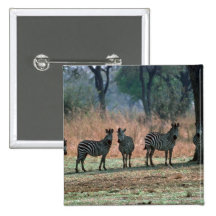 Burchell's Zebra - Small Herd Pinback Buttons