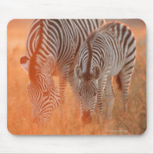 Burchell's Zebras, Equus burchelli grazing at Mouse Pad