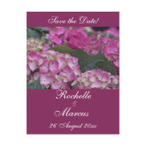 Burgundy Dream Hydrangea Postcard