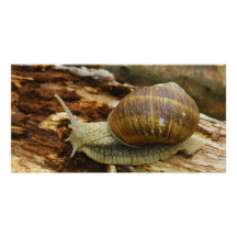 Burgundy Roman Edible Snail Helix Pomatia Photo Card