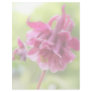 Burgundy Ruffles - Aquilegia! Letterhead Design