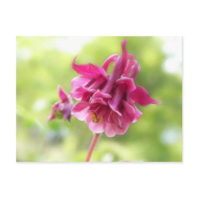 Burgundy Ruffles - Aquilegia! Post Card by Pretty_World
