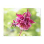 Burgundy Ruffles - Aquilegia! postcards