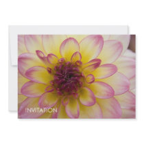 Burgundy, Yellow & White Dahlia