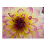Burgundy, Yellow & White Dahlia Postcard