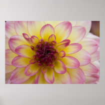 Burgundy, Yellow & White Dahlia