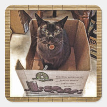 Burmese Cat in Juice Box Square Stickers