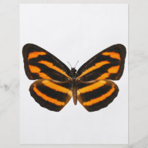 Burmese Lascar Butterfly Personalized Flyer