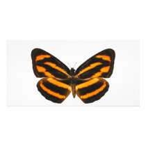 Burmese Lascar Butterfly Photo Card Template