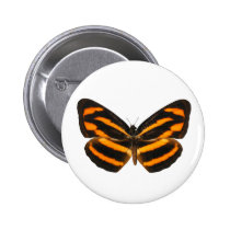 Burmese Lascar Butterfly buttons