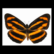 Burmese Lascar Butterfly postcards