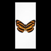 Burmese Lascar Butterfly rack cards
