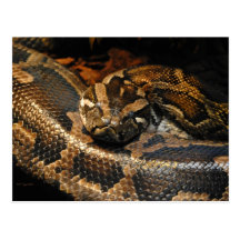 Burmese Python Postcard