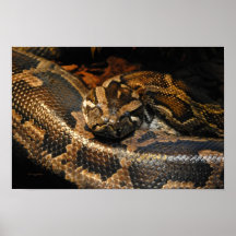 Burmese Python Poster