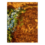 Burned Wood & Oil Painted Flowers Postcards