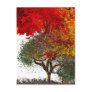 burning bush notecards post cards