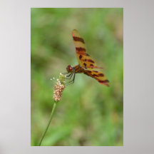 Burnt Orange Dragon Fly Print