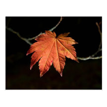 Burnt Orange Leaf Postcard