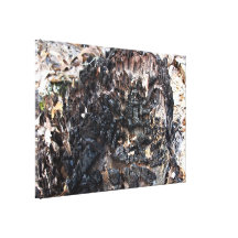 Burnt Tree Stump Canvas Prints
