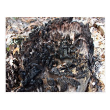 Burnt Tree Stump Post Cards