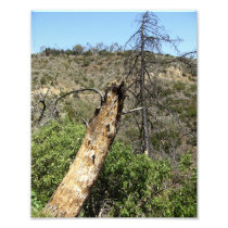 Burnt Trees At Griffith Park