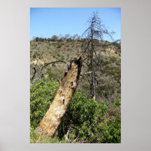 Burnt Trees At Griffith Park Posters