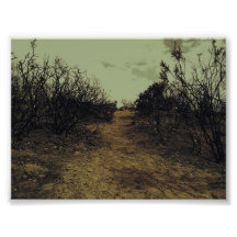 Burnt Trees. Photograph