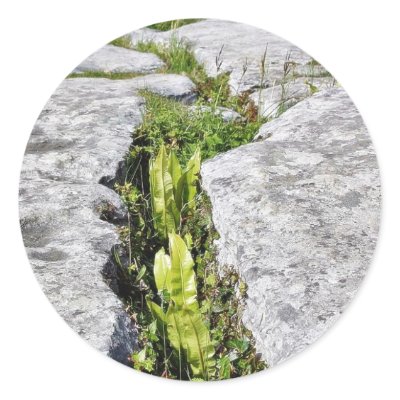 Burren Plants Limestone Rocks Stickers by lifesphere
