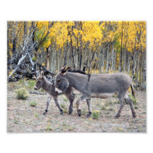 Burro Birth Day 8x10 Photograph