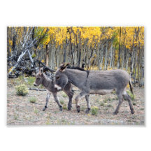 Burro Birth Day Photographic Print