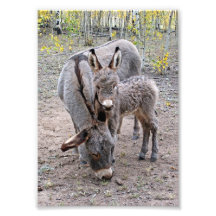 Burro et bébé photos sur toile
