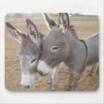 Burro Love